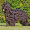 Bouvier Des Flandres With Long Hair Diamond Painting