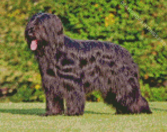 Bouvier Des Flandres With Long Hair Diamond Painting