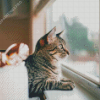 Cat By Window Diamond Painting