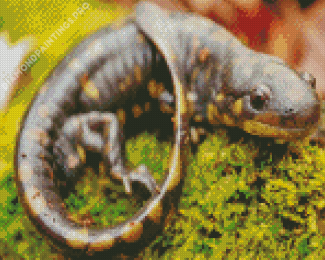 Salamander Diamond Painting