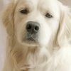Cream Retriever Dog Face Diamond Painting