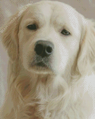 Cream Retriever Dog Face Diamond Painting