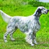 English Setter Animal Diamond Painting