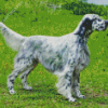 English Setter Animal Diamond Painting