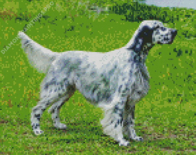 English Setter Animal Diamond Painting