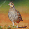 Female Bobwhite Quail Diamond Painting