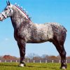 Grey Percheron Horse Diamond Painting
