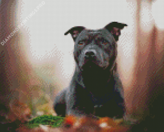 Black Staffordshire Bull Terrier Diamond Painting