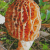 Morel Mushroom Diamond Painting