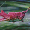 Purple Grasshopper Diamond Painting