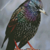 Starling Bird Diamond Painting