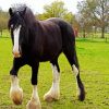 The Shire Horse Diamond Painting