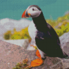 Puffin On The Rock Diamond Painting