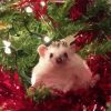 Cute Christmas Hedgehog Diamond Painting