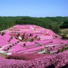 Purple Fields Hokkaido Garden Diamond Painting